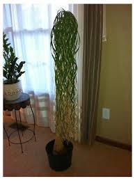 In dry climates or during periods of drought, a modest potential but rare disease problems include leaf spots, stem rots, and bacterial leaf streak. Ponytail Palm Soil