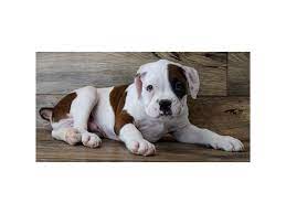 Boxer puppies are great around kids and grow up to be obedient, loving and protective dogs. Boxer Puppies Petland St Louis Missouri
