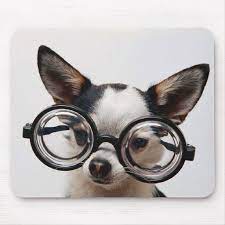 Chihuahua Glasses Dog Eyeglasses Mouse Pad Zazzle Com Chihuahua Funny Funny Chihuahua Pictures Cute Dogs