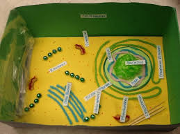 He included cell wall, cell membrane, cytoplasm, nucleus, chromosomes, vacuoles, mitochondria and chloroplast. 20 Plant Cell Model Ideas Your Students Find Them Interesting Plant Cell Project Cells Project Plant Cell