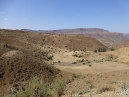 Image result for Lepidotrichilia volkensii