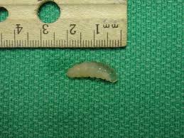 Image result for cuterebriasis in dogs