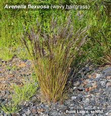 Image result for Avenella flexuosa