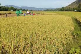 Panen padi tradisional lokasi desa sukamulya dusun sukaresmi kecamatan kertajati kabupaten majalengka blog. Petani Indramayu Ikuti Protokol Covid 19 Saat Panen Raya