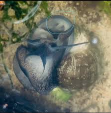 Mystery Snail Sex? : rAquaticSnails