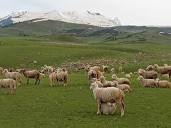 Outbreak of Foot and Mouth Disease worries Pulwama sheep breeders ...