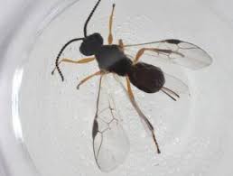 Image result for Triaspis