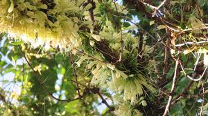 Image result for Halleria lucida