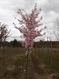 In the fall the leaves turn a bronze red and orange and the bark is a beautiful reddish brown that stands out in the winter months. Prunus Flowering Cherry