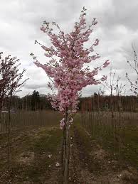 Fruit infections appear as soft brown spots and can. Prunus Flowering Cherry