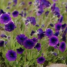 Image result for Monopsis