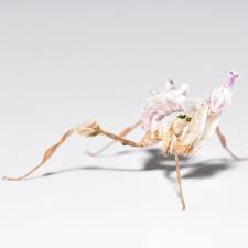 What kind of mantis is idolomantis diabolica? Idolomantis Diabolica Grosse Teufelsblume Home Of Insects