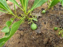 Image result for Pygmaeothamnus zeyheri