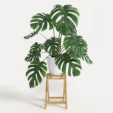 Jungle London Indoor Plant Cheese Monstera Plant Baby 1 Jpg 1 280 1 280 Pixels Tanaman Tanaman Hias Daun Tanaman Indoor