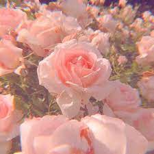 Check out this fantastic collection of aesthetic pink flower wallpapers, with 29 aesthetic pink flower background images for your desktop, phone or tablet. ððððð ðððð Pastel Pink Aesthetic Pink Aesthetic Flower Aesthetic