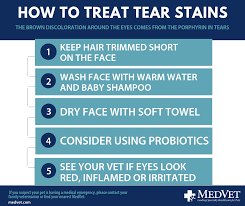 Sometimes, this condition is the result of a parasitic infection called mange. What Is Tear Staining In Dogs How Do I Treat It Medvet
