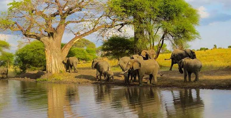 Northern Serengeti