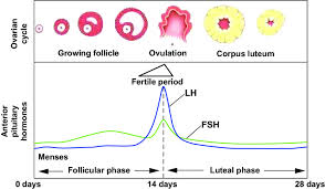 diagram of hormonal fluctations in the menstrual cycle