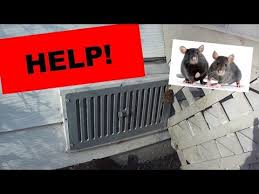 Rodents love to gnaw and claw. How To Get An Animal Out Of Your Air Ducts Build