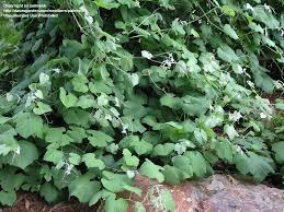 It is a deciduous vine, which can grow to over 30 feet in length. Plantfiles Pictures California Wild Grape Vitis Californica 1 By Palmbob