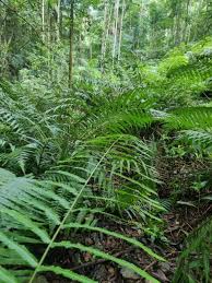 Image result for Pneumatopteris