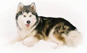 Alaskan Malamute Dog Breed Information And Pictures