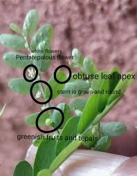 Image result for Phyllanthus odontadenius