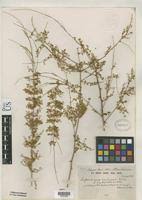 Image result for Asparagus buchananii