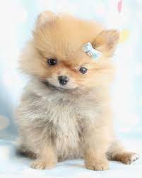 Toy Pomeranian Puppies For Sale Zoe Fans Blog Hondjes Hondenrassen Honden