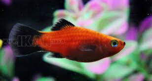 Mengenal Beragam Jenis Ikan Platy Dan Kasifikasinya