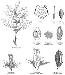 Image result for Erythroxylaceae