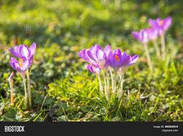 Why bees die in winter. First Bees End Winter Image Photo Free Trial Bigstock