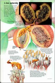 Résultat de recherche d'images pour "fig wasps in florida"
