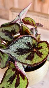 Image result for Begonia meyeri-johannis