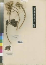 Image result for Senecio spartareus