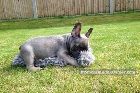 We are oceansidefrenchies and this is our fluffy only page! What To Look For When Buying A French Bulldog Puppy Questions To Ask