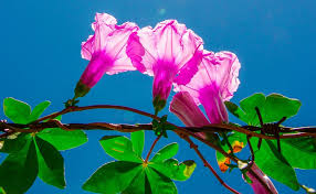 Assigning the prophoto colour space brings the sky back to normal looking, and a reduction in saturation brings the image into the adobe 98 colour gamut, but then the colorchecker card colours look wrong. Flower Light Plant Contrast Backlight Barbed Wire Pink Color Leaf Sky Blue Pxfuel