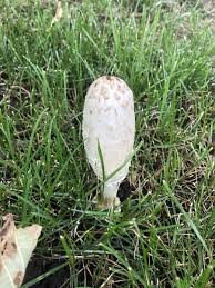 Image result for Coprinus comatus