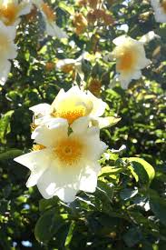 Image result for Rosa laevigata