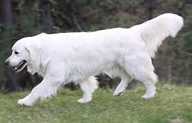 Golden retriever puppies for sale in mae valley of moses lake, wa. English Cream Golden Retriever Puppies Female Puppy Puppies Golden Retriever Puppies Seattle Spokane Dog Training Retriever Puppy Dogs Golden Retriever