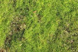 Image result for Crepidomanes melanotrichum