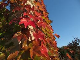 真っ赤だな 宇治市植物公園の11月 2 なつみかんの木々を見上げて