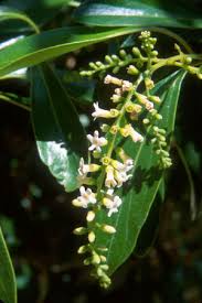 Image result for Citharexylum