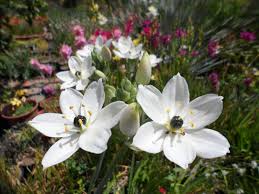 Ornithogalum arabic floral wedding bouquets. Plantfiles Pictures Ornithogalum Species Arab S Eye Arabian Starflower Lesser Cape Lily Ornithogalum Arabicum By Kelleybee