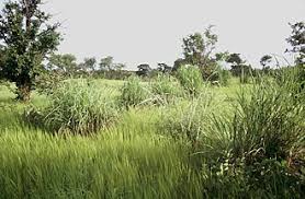 Image result for Andropogon amethystinus
