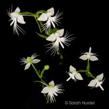 Image result for Habenaria tenuispica