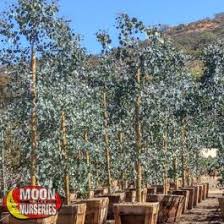 Hand drawn botanical vector illustration. Eucalyptus Fast Growers Moon Valley Nurseries