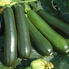 Squash Reward F1 Seed Squash Squash Seeds Seeds