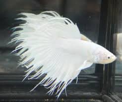 Join facebook to connect with albino betta and others you may know. Albino Betta Fish For Sale Bettafishforsale Org Betta Fish Betta Fish