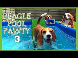 Pin On Shelties Beagles